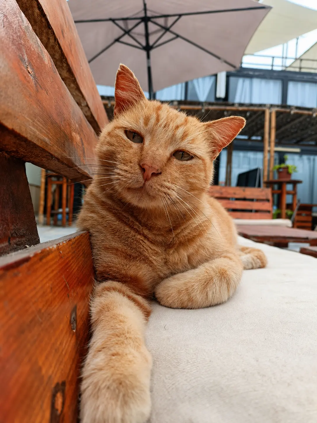 Caramelo, el gato de Surfari Punta Rocas
